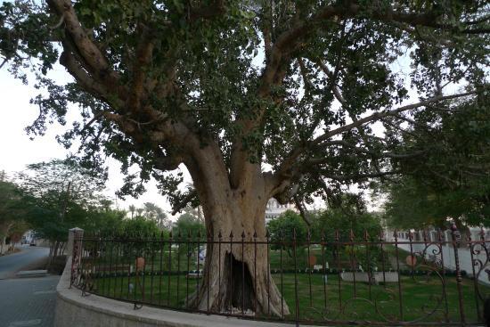 Baum des Zachäus