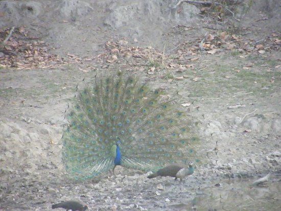 Kanha National Park