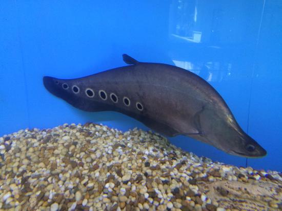 Mekhong Underwater World