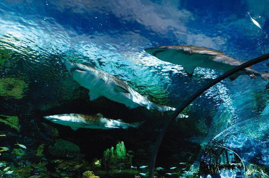 Acuario Ripley's Aquarium of the Smokies