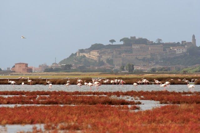 Natural Reserve Diaccia Botrona