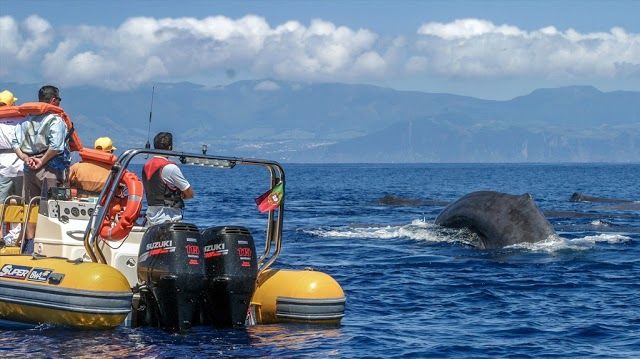 Azores Whale Watching TERRA AZUL