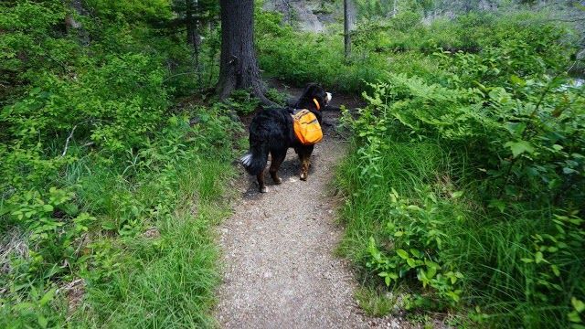 Zealand Trail Head