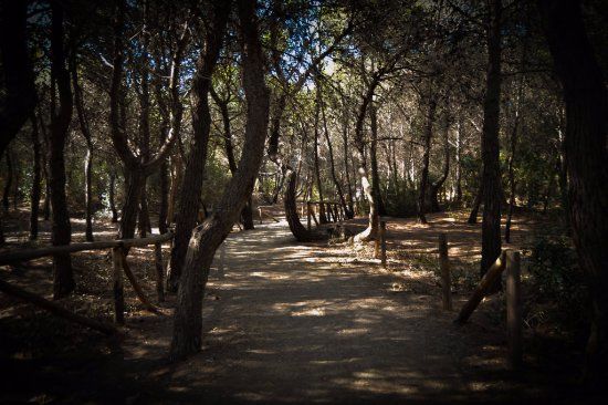 Parco Pineta Regina