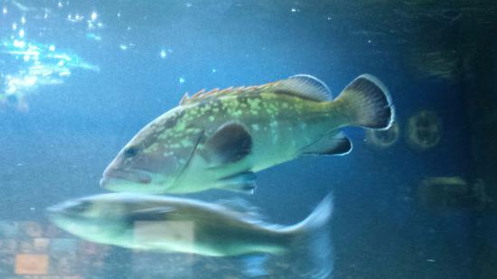 Aquarium of Salento