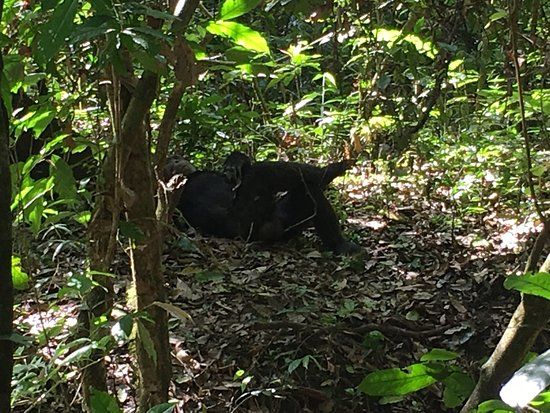Royal Mile Budongo Forest