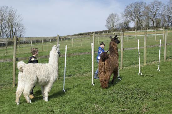Watertown Llamas