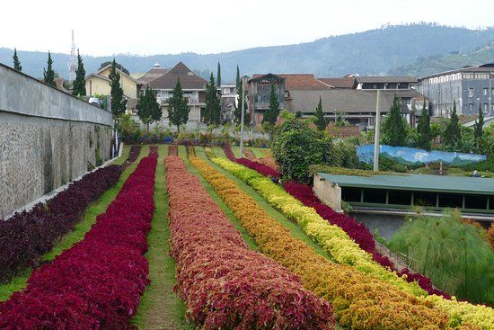 Rainbow Garden