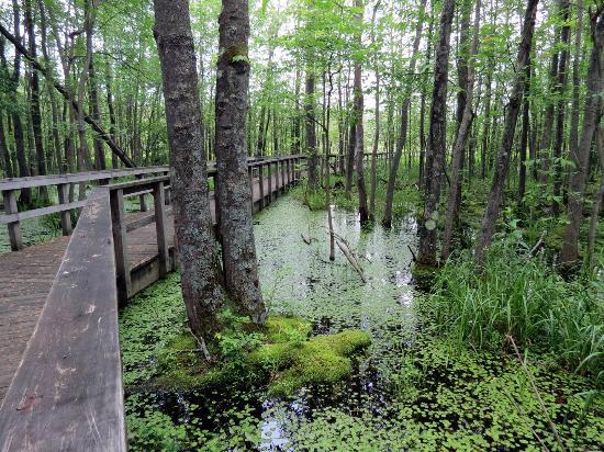 Huckleberry Swamp