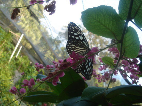 Giardino delle Farfalle di Samui