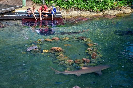 Acquario Daydream Island Living Reef