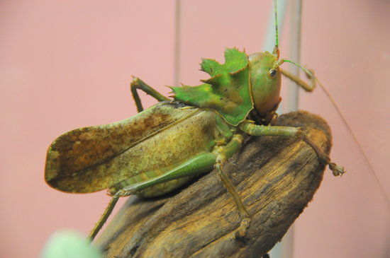 Victoria Bug Zoo