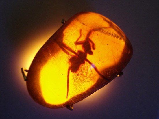 Amber Museum