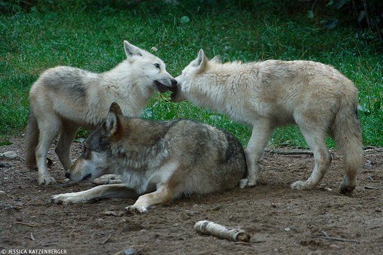 International Wolf Center