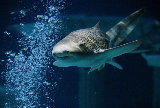 Sea Life Aquarium