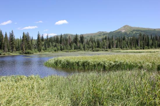 Bosque nacional Wasatch-Cache