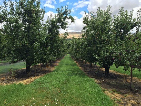 Miller Orchards