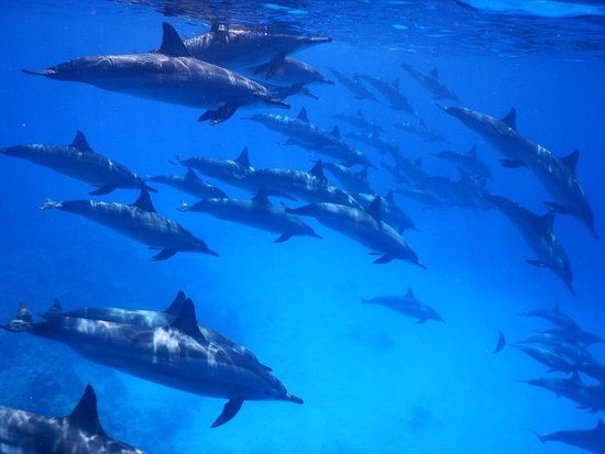 Dolphin House