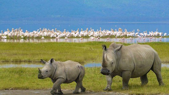 Lake Nakuru