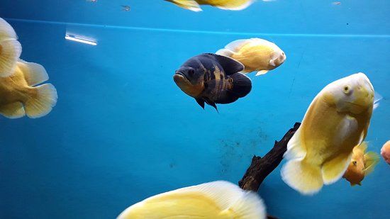 Bangalore Aquarium