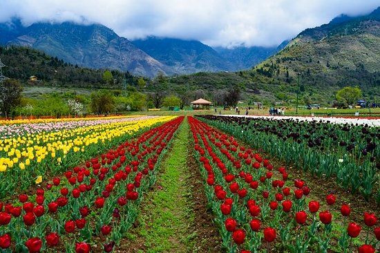 Indira Gandhi Memorial Tulip Garden