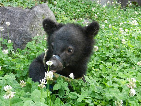 Okuhida Bear's Park