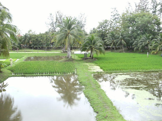 Musée du riz