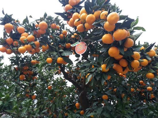 Citrus Museum