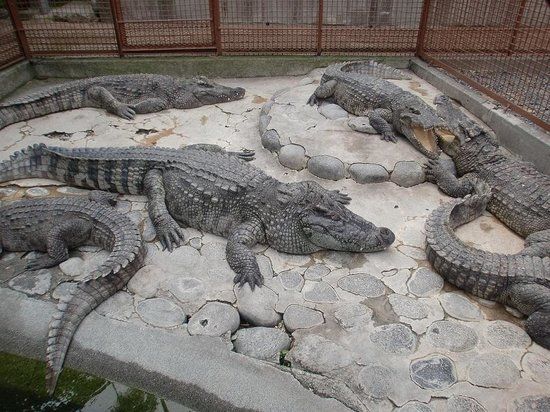 Atagawa Tropical Alligator Garden