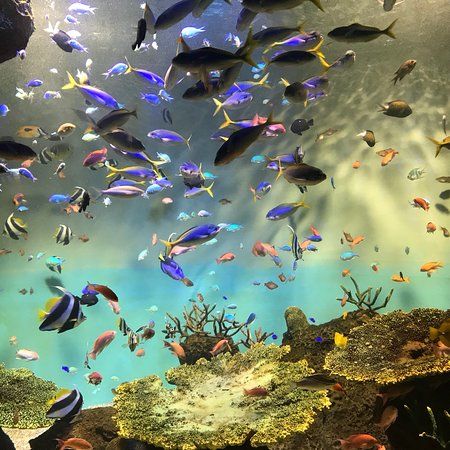 Acuario Público de Miyajima