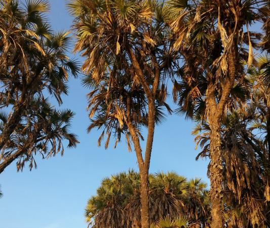 Hokka Trees