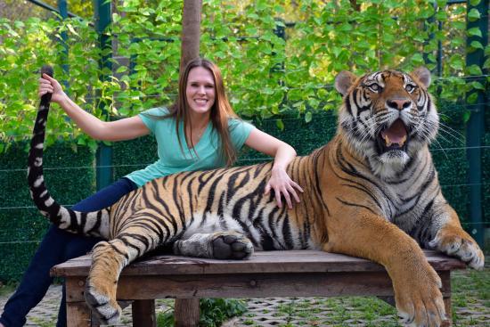 Royaume des tigres
