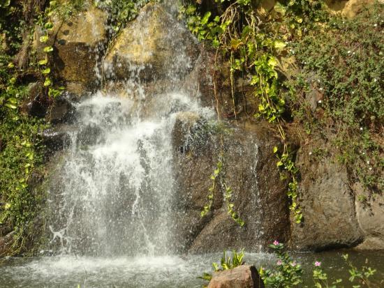 Hirwa Van Garden