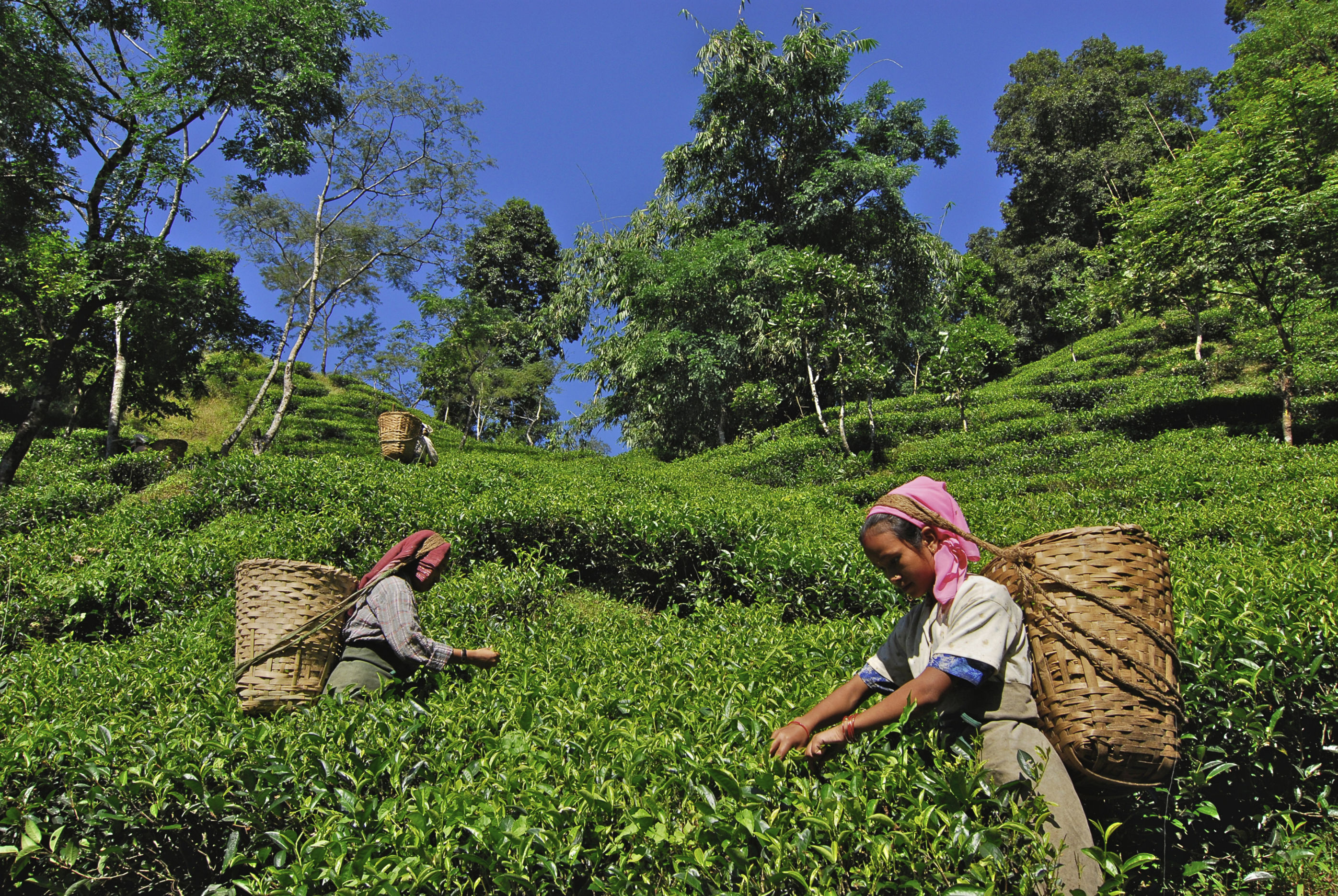 Makaibari Tea Estate