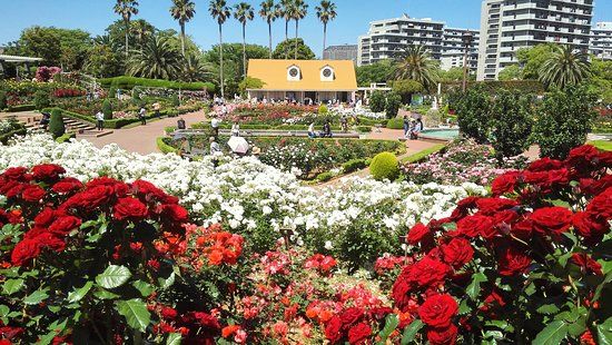 Yatsu Rose Garden