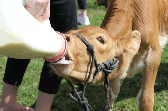 Maleny Dairies
