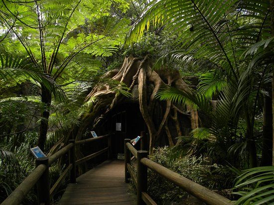 Glow Worm Caves