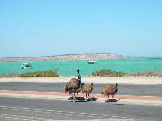 Shark Bay
