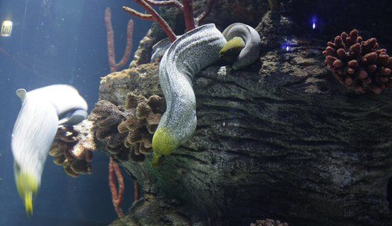 Sharjah Aquarium