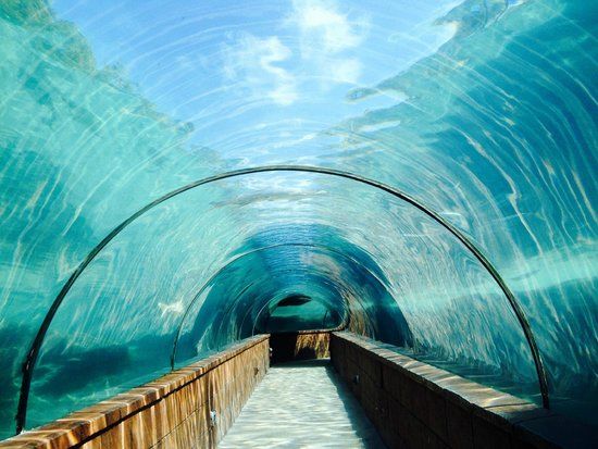 Predator Lagoon