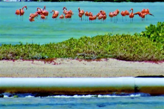 Flamingo Sanctuary