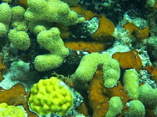 Smith's Reef