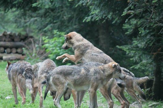 Alpha Loup