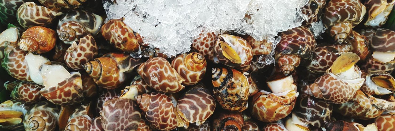 Jizan Fish Market