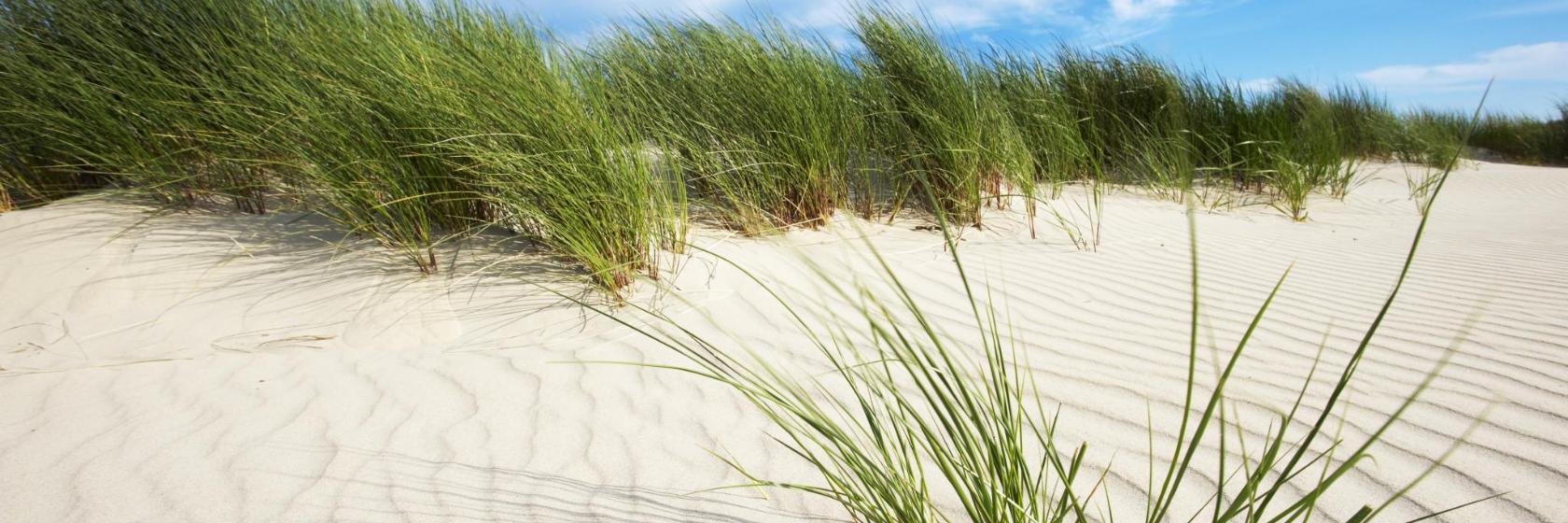 Dunes Park