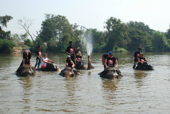 Elephantstay