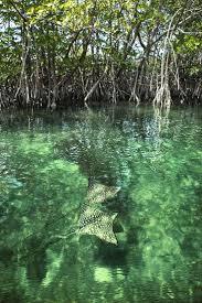 Mangrove Lagoon