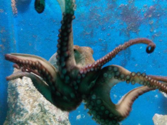 Corfu Aquarium