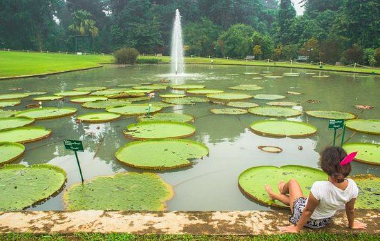 Bogor Botanical Gardens