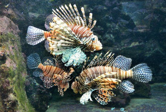 Bermuda Aquarium